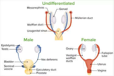 Sex-differentiation-1200x800.jpg
