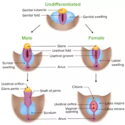 Phenotypic-differentiation-of-the-external-genitalia-in-male-and-female-embryos-1200x1200.png
