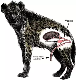 FemaleHyenas.webp