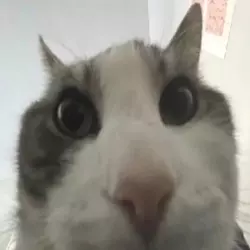1732484925770797.png