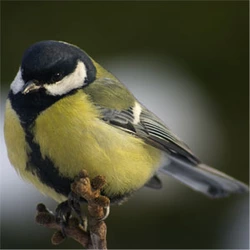 GreatTit.jpg