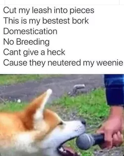 Shiba Roach.jpeg
