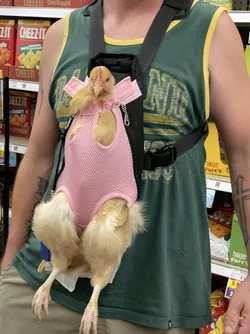supportchicken.jpg