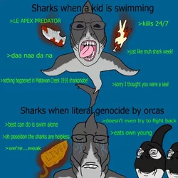 Sharkjak.jpg