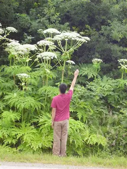 hogweed.jpeg