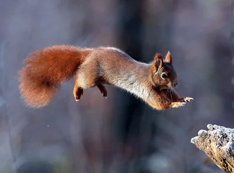 squirrel1-001.jpg