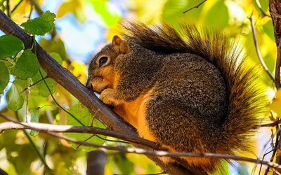 squirrel2.jpg