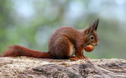 squirrel7.jpg