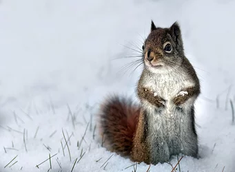 squirrel5.jpg