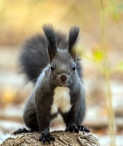 squirrel3.jpg