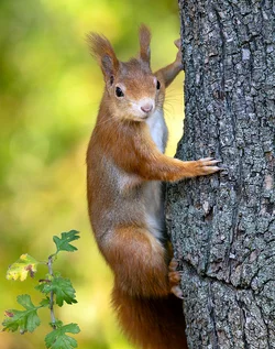 squirrel6.jpg