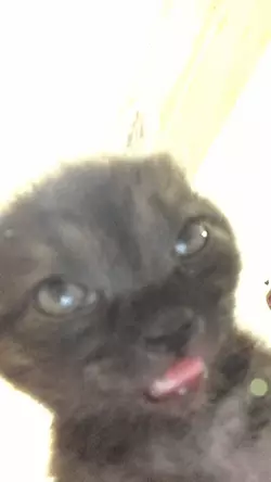 cat-cat-meme.png