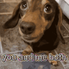 you-and-me-both-funny-animals.gif