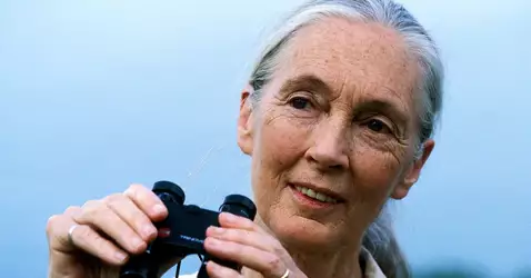 Jane-Goodall-website-header-f13ed8a301.jpg