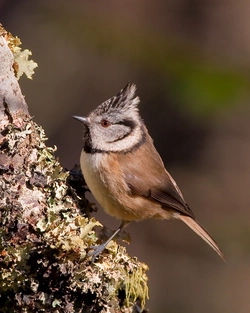 Lophophanes_cristatus_-Aviemore,_Scotland-8_(2).jpg