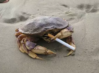 drawing-all-calamity-bosses-2-funny-crab-v0-fu6dbxipheec1.webp