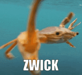 zwick-zwack-zwick.gif