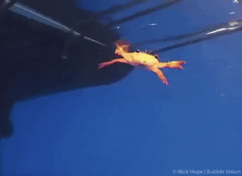 hq0l854t1nsc1.gif