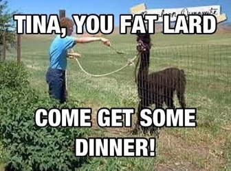 Tina you fat lard.jpg