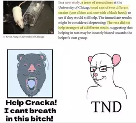 Rat.png