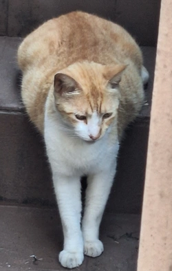 cat.jpg