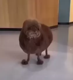 pudle.png