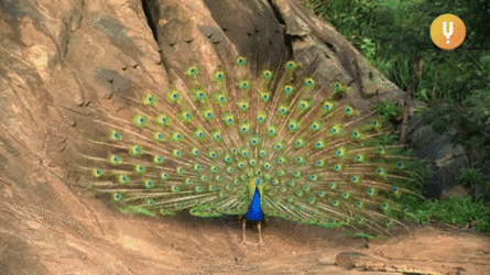 peacock2.gif