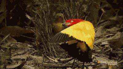 bowerbird-mating.gif