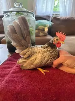 love-my-flock-of-tinies-yes-everyone-is-full-grown-and-the-v0-0m07av0fetvb1.jpg