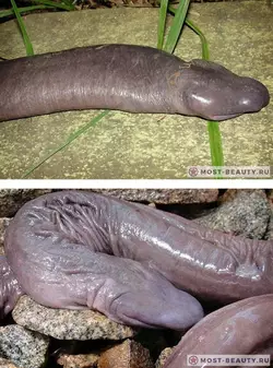 Slepaya-zmeya.jpg