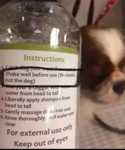 dog.jpg