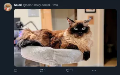 Screenshot 2025-02-01 at 23-06-25 Salari (@salari.bsky.social) — Bluesky.png