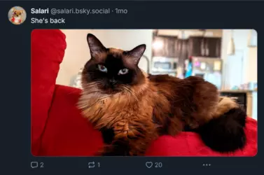 Screenshot 2025-02-01 at 23-09-35 Salari (@salari.bsky.social) — Bluesky.png