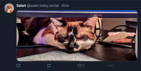 Screenshot 2025-02-01 at 23-37-19 Salari (@salari.bsky.social) — Bluesky.png