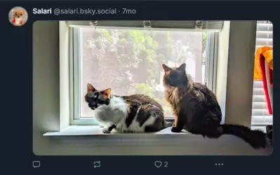 Screenshot 2025-02-01 at 23-56-09 Salari (@salari.bsky.social) — Bluesky.png