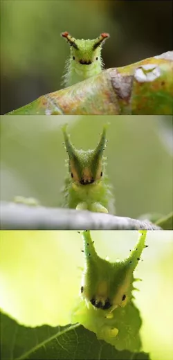 f2e3d9cb6249e59f21cdbdaca95abf2c--caterpillar-animal-pictures.jpg