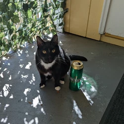 mickeycat.jpg