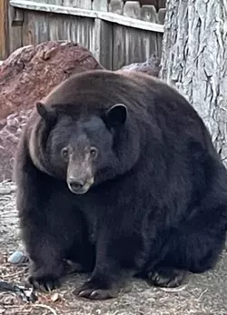 20xp-bear-articleLarge.jpg