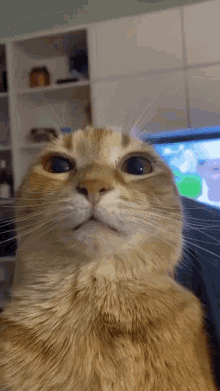 cat stare.gif