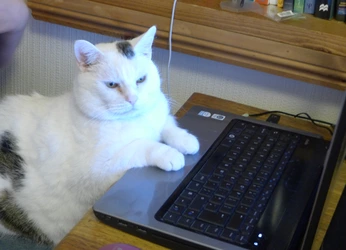 Cute Cat With Laptop.jpg