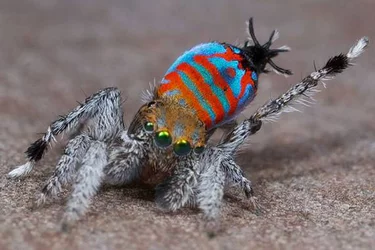 0303-sparklemuffin-spider.jpg