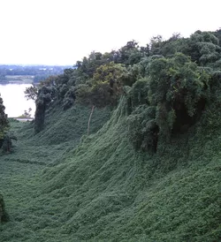kudzu-covering-trees-in-valley_001.jpg