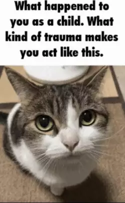 catjudgingyou.jpeg