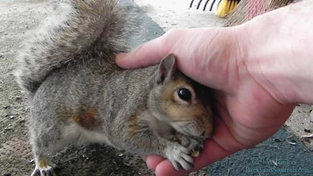 NiggerSquirrel.jpg