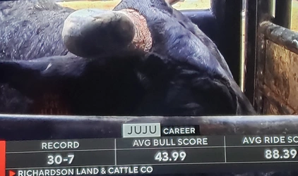 juju the cow.jpg