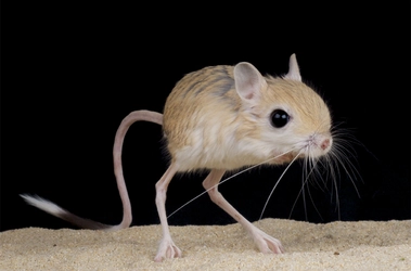 _20211123_on_jerboa.jpg
