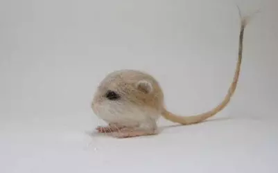 jerboa_story-and-fb_647_022416051239.jpg