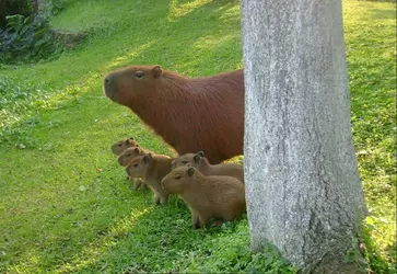 capybara.png