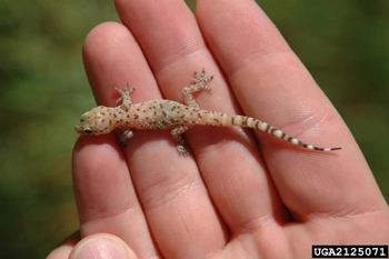 Hemidactylus_turcicus.jpg
