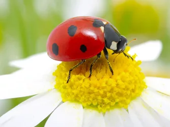 ladybug-daisy_4x3.jpg